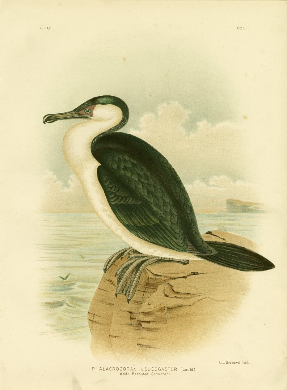 Cormoran à poitrine blanche, 1891 - Gracius Broinowski
