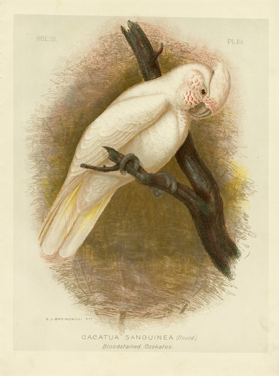 Cacatoès taché de sang - Gracius Broinowski
