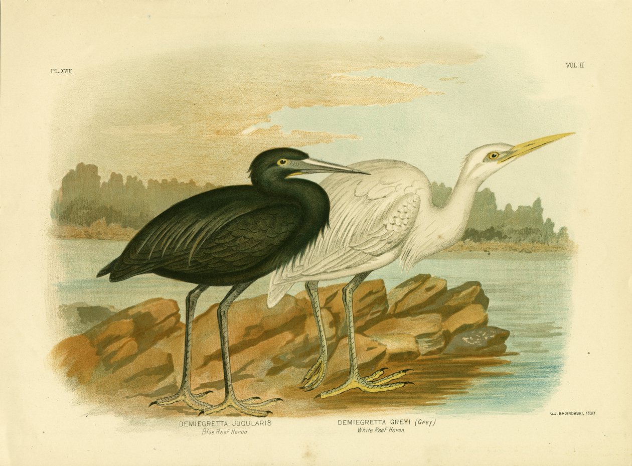 Héron récif bleu, 1891 - Gracius Broinowski
