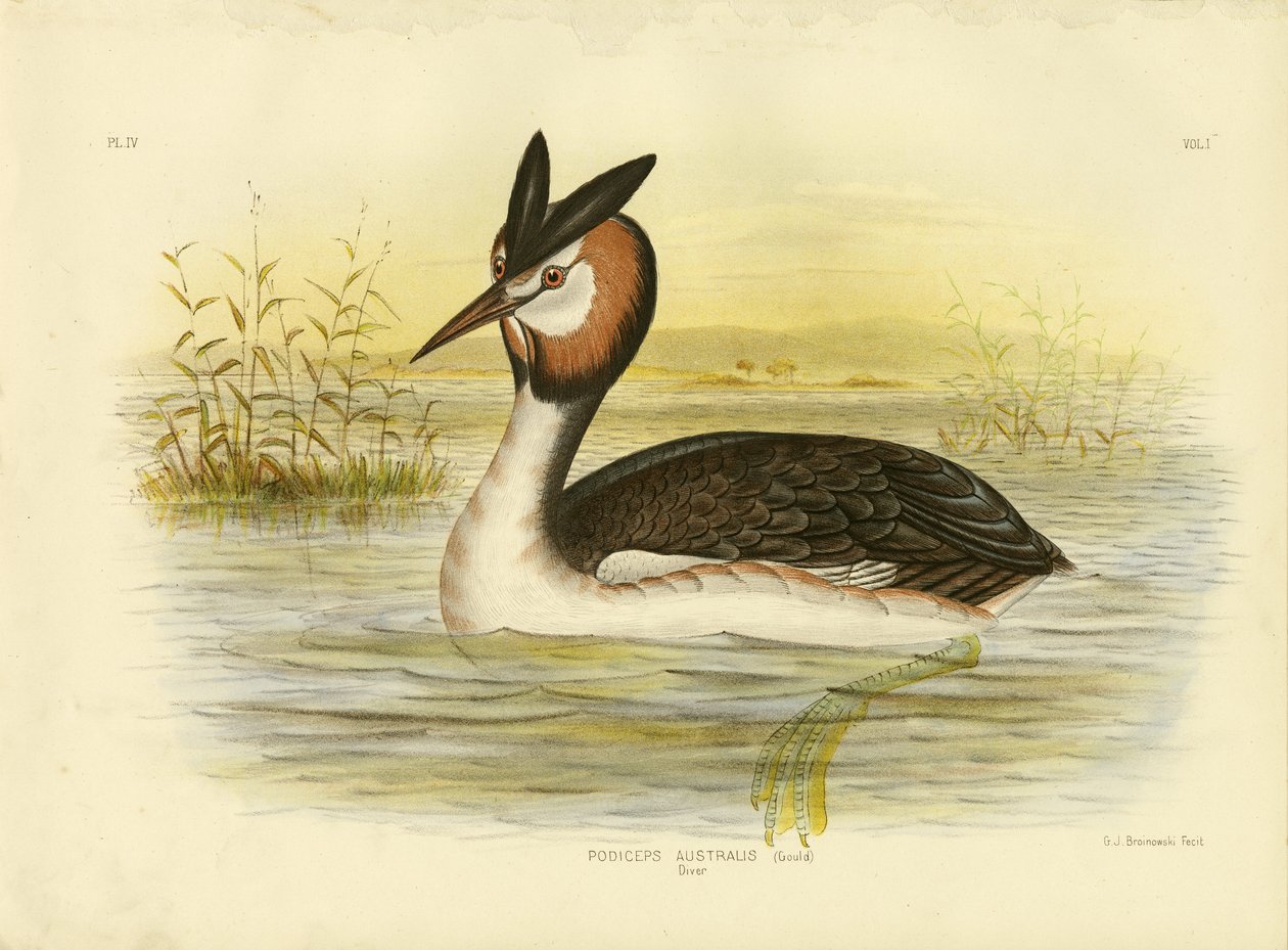 Grèbe huppé, 1891 - Gracius Broinowski