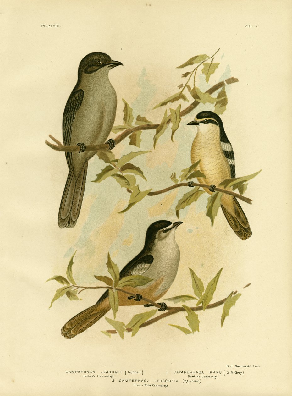 Jardines Campephaga ou Cicadabird commun, 1891 - Gracius Broinowski