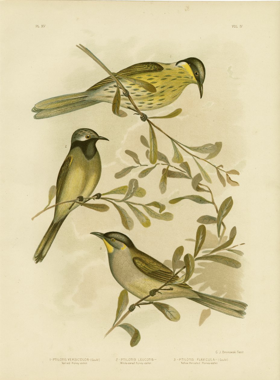 Méliphage varié, 1891 - Gracius Broinowski