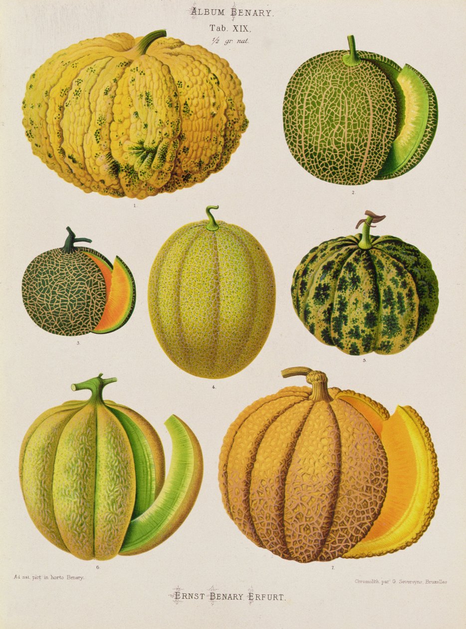 Melons : Tab. XIX, de l