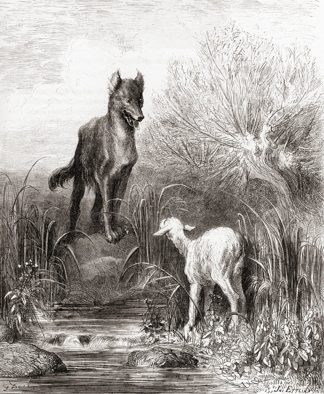 Le Loup et l