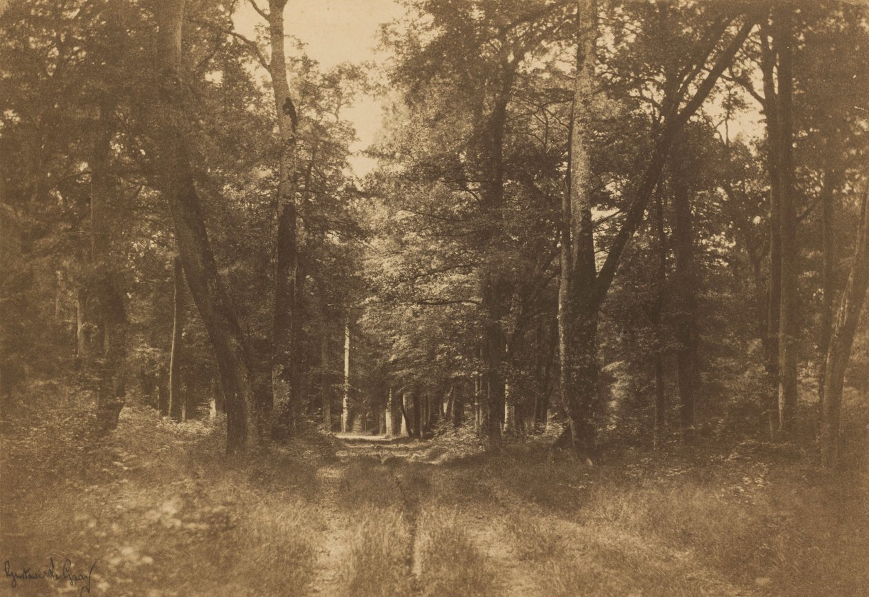 Bas-Bréau, Forest of Fontainebleau,1849-1852 (photo) - Gustave Le Gray