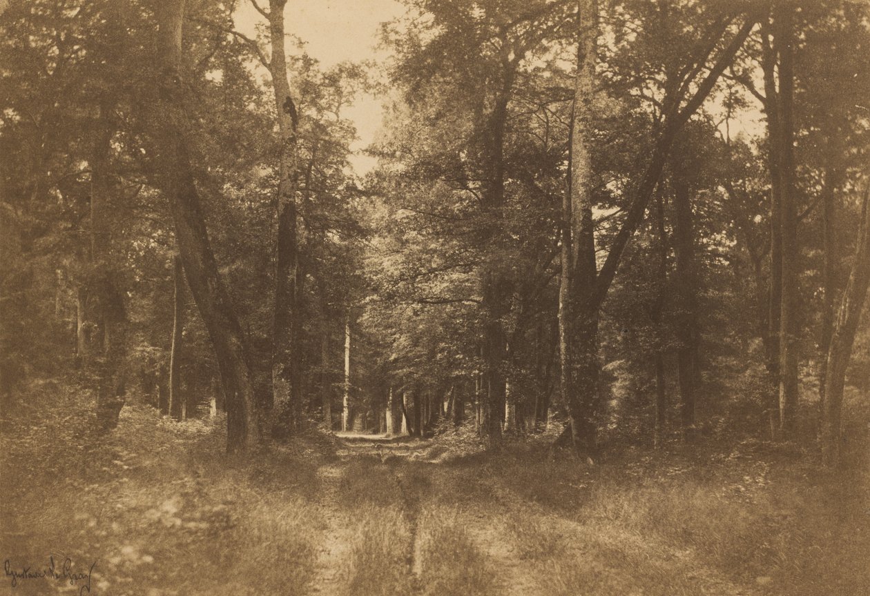 Bas-Bréau, forêt de Fontainebleau, 1849-1852 - Gustave Le Gray