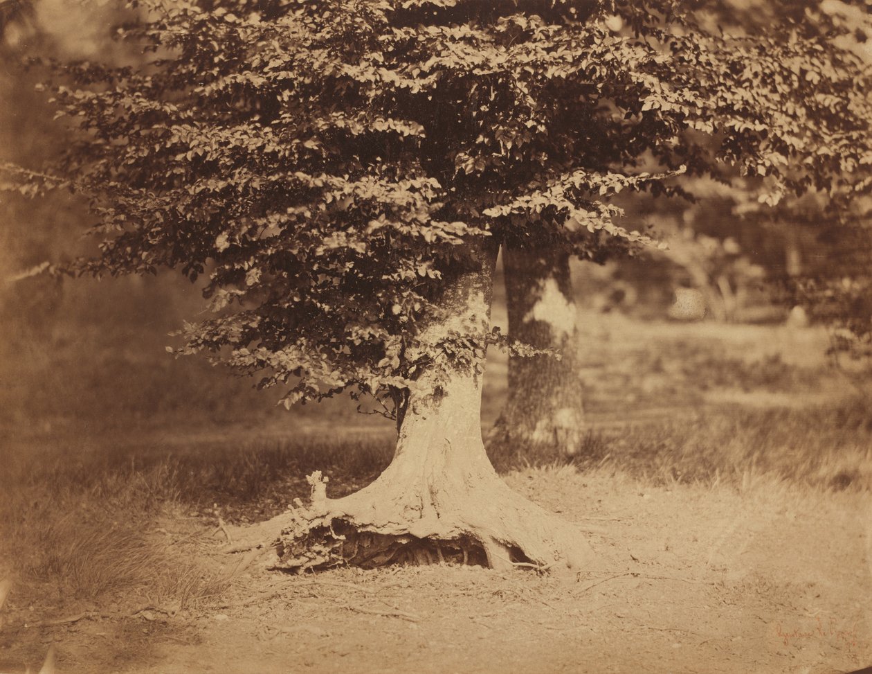 Hêtre, Forêt de Fontainebleau - Gustave Le Gray