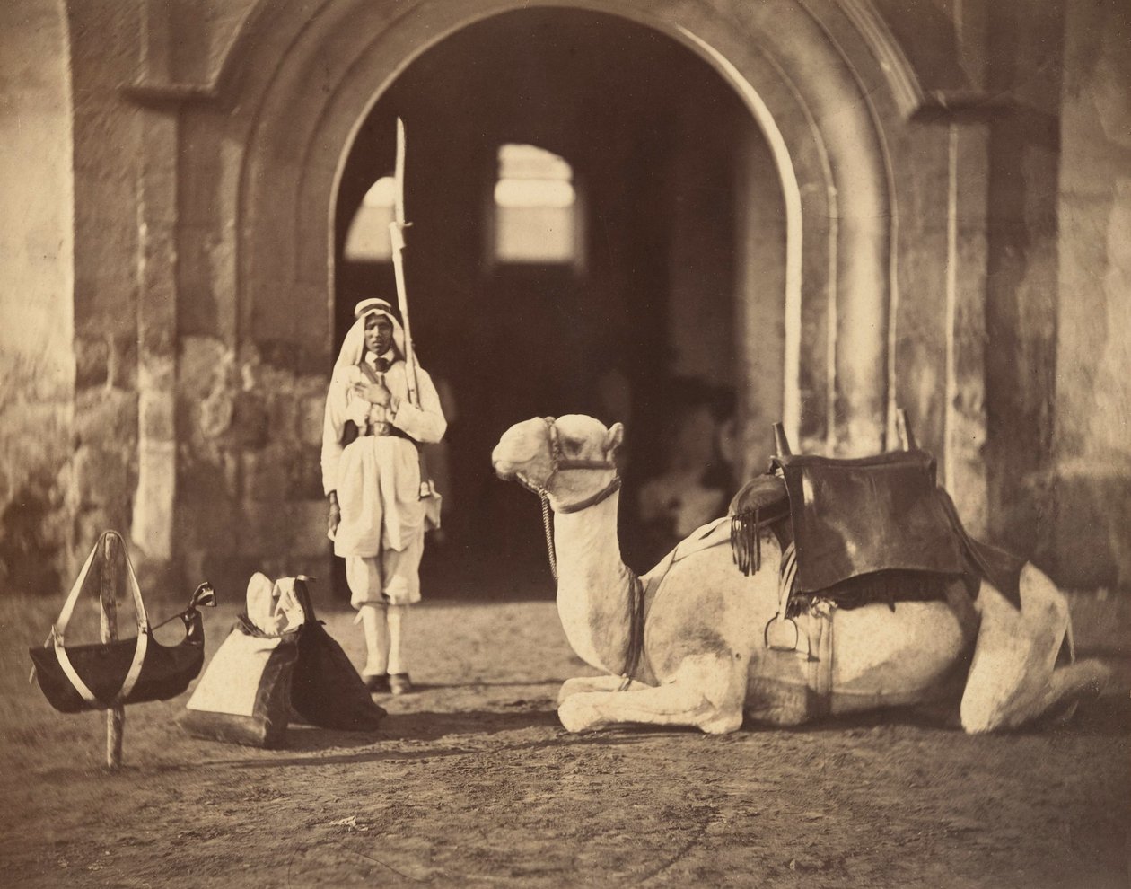 Chameau couché, vers 1866 - Gustave Le Gray