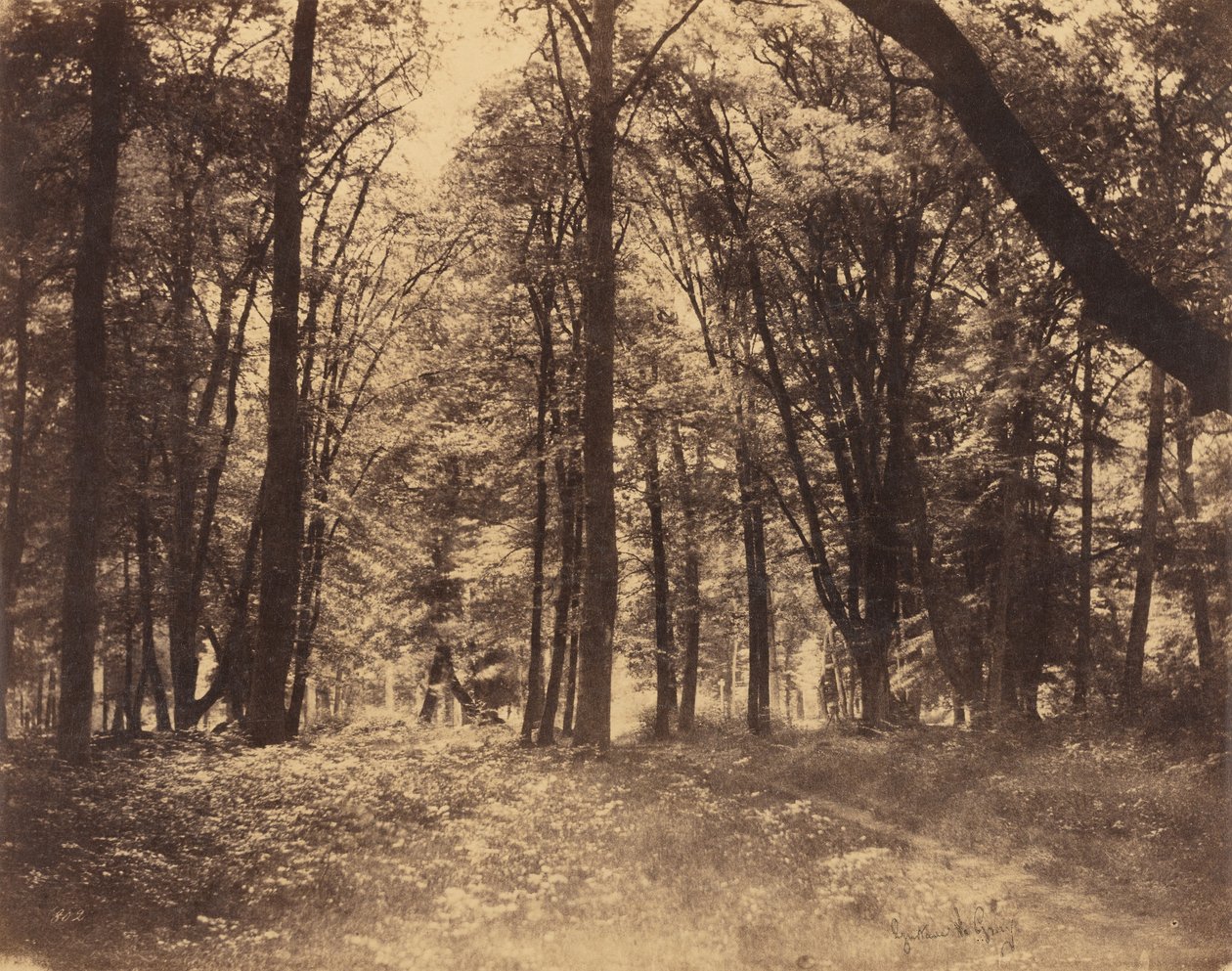 Scène de forêt - Gustave Le Gray