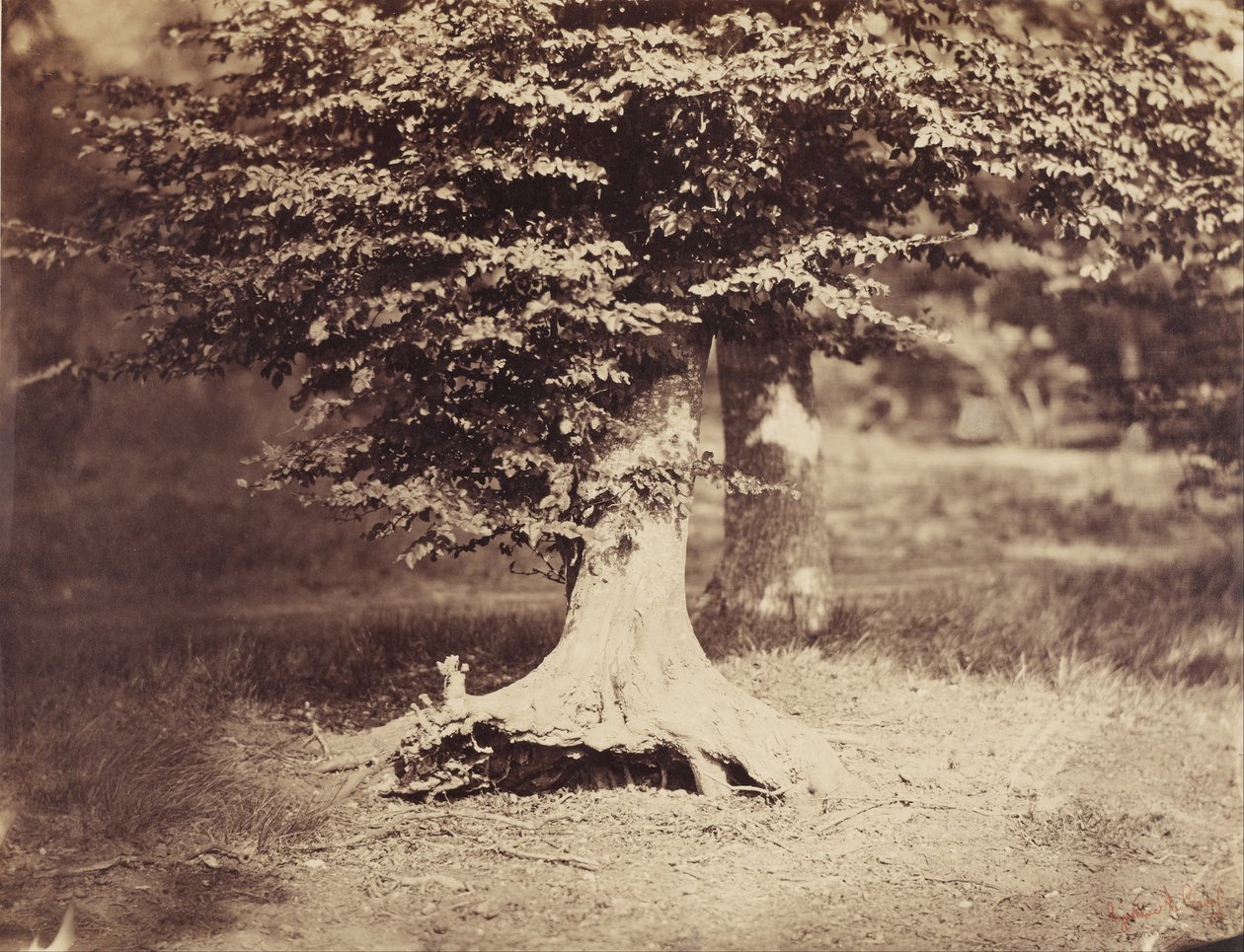 Le hêtre - Gustave Le Gray