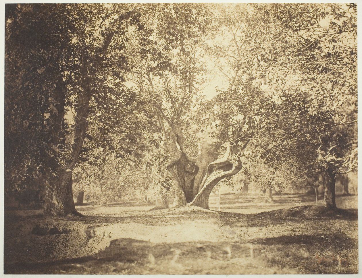 Arbre, forêt de Fontainebleau - Gustave Le Gray