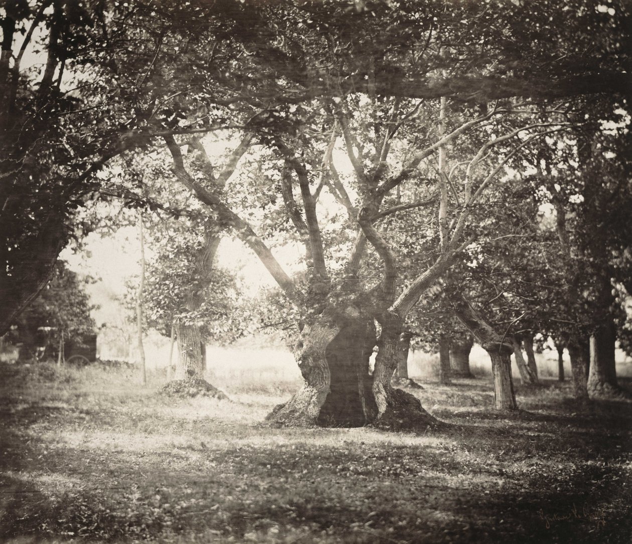 Arbre, forêt de Fontainebleau - Gustave Le Gray