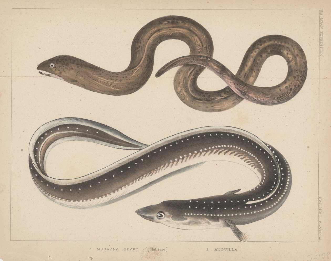 1. Muraena Kidako, 2. Anguille, 1855 - H. Patterson