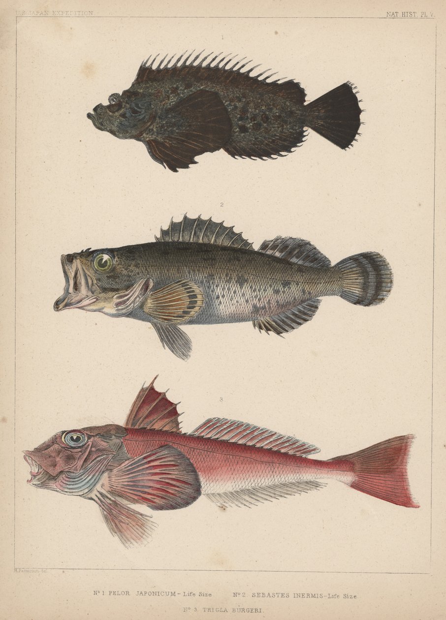 1. Pelor Japonicum, 2. Sebastes Inermis et 3. Trigla Burgeri, 1855 - H. Patterson