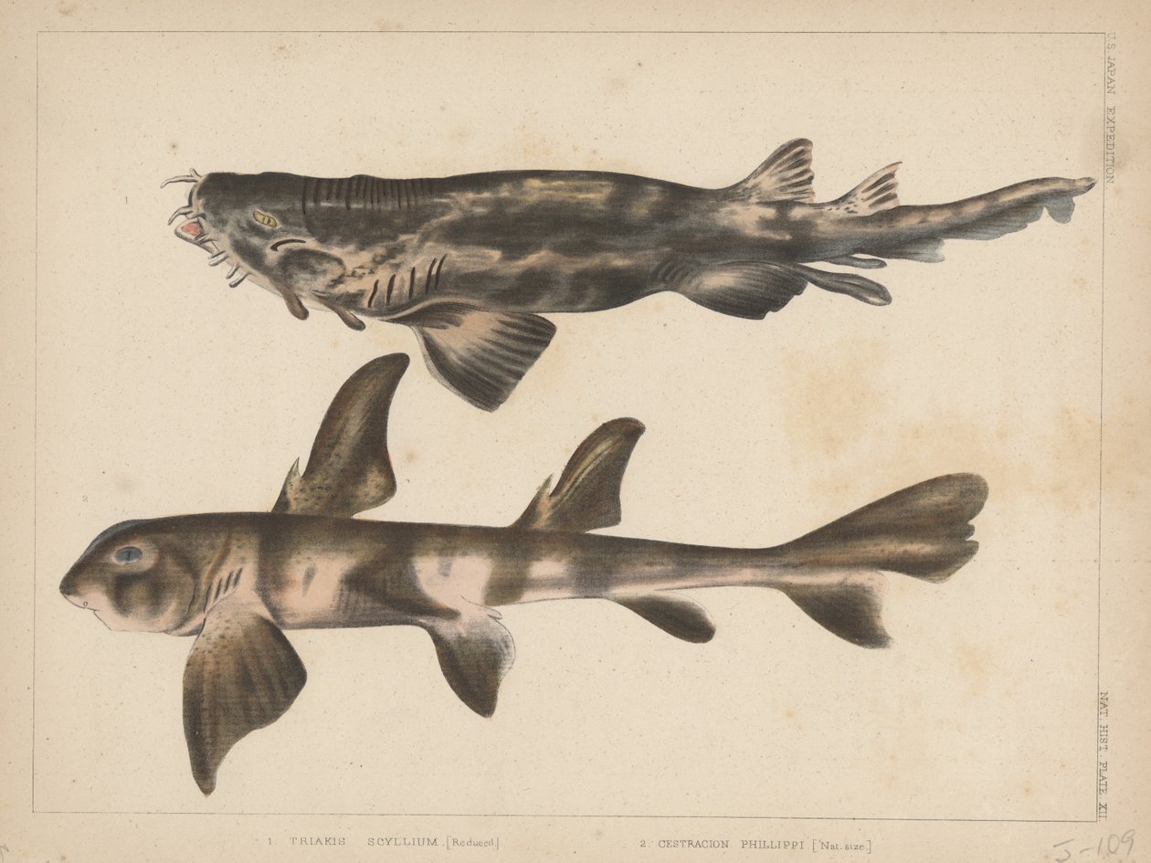 1. Triakis Scyllium, 2. Cestracion Phillippi, 1855 - H. Patterson