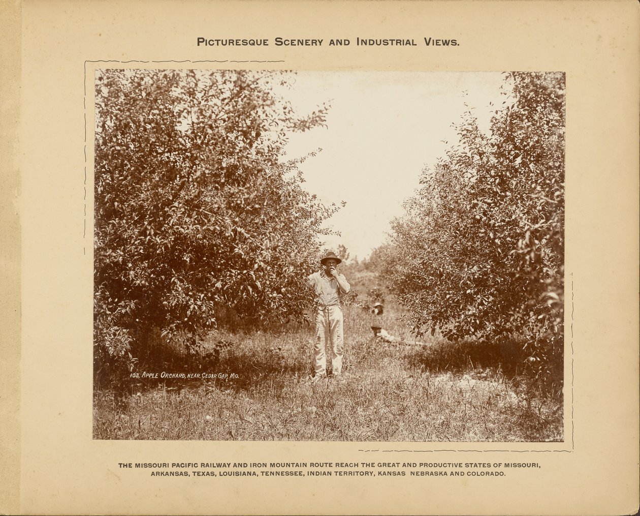 Verger de pommiers, près de Cedar Gap, Missouri - H. C. Townsend