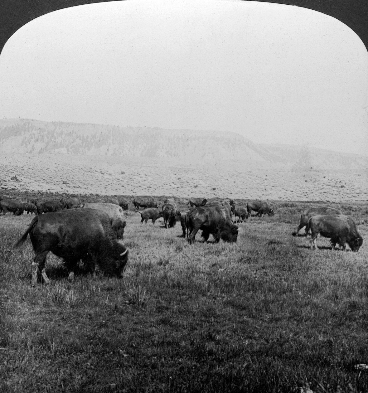 Bison, parc national de Yellowstone, États-Unis - H. C. White