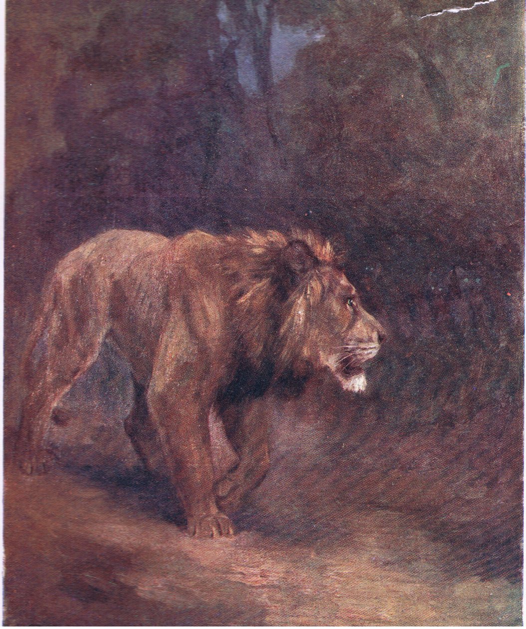 Un lion dans la forêt africaine - H. Dixon