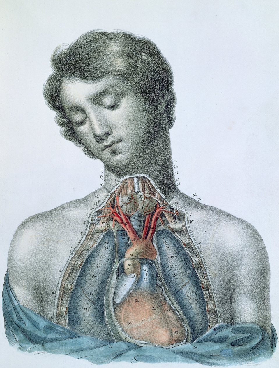 Le cœur et les organes dans la poitrine, de 