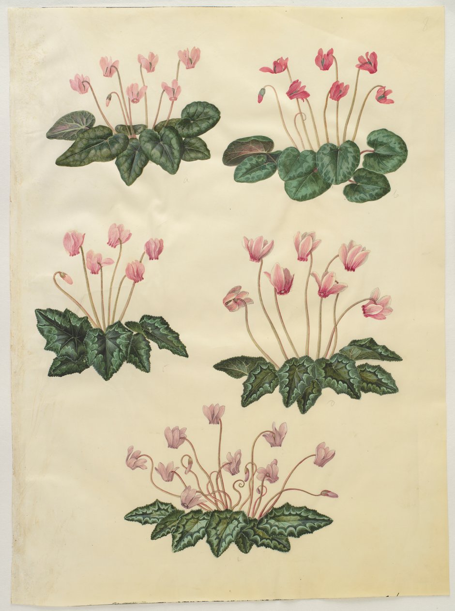 Cyclamen purpurascens; Cyclamen hederifolium - Hans Simon Holtzbecker