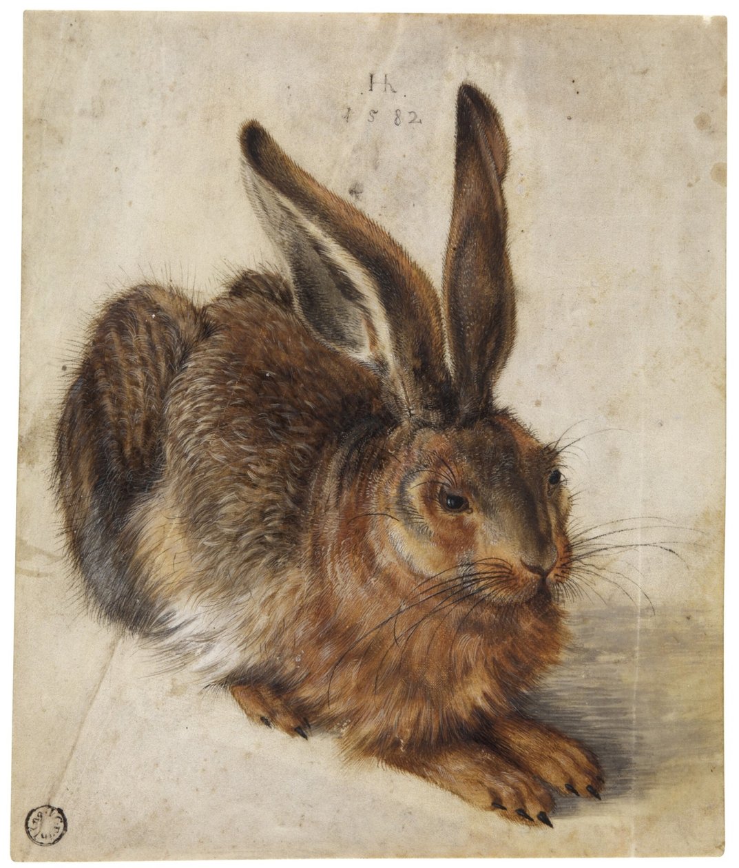 Un lièvre - Hans Hoffmann