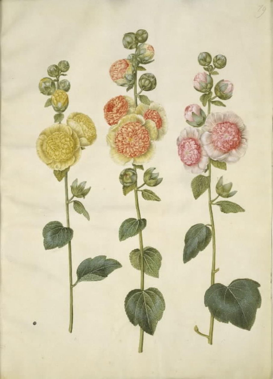 Alcea rosea (rose trémière) - Hans Simon Holtzbecker