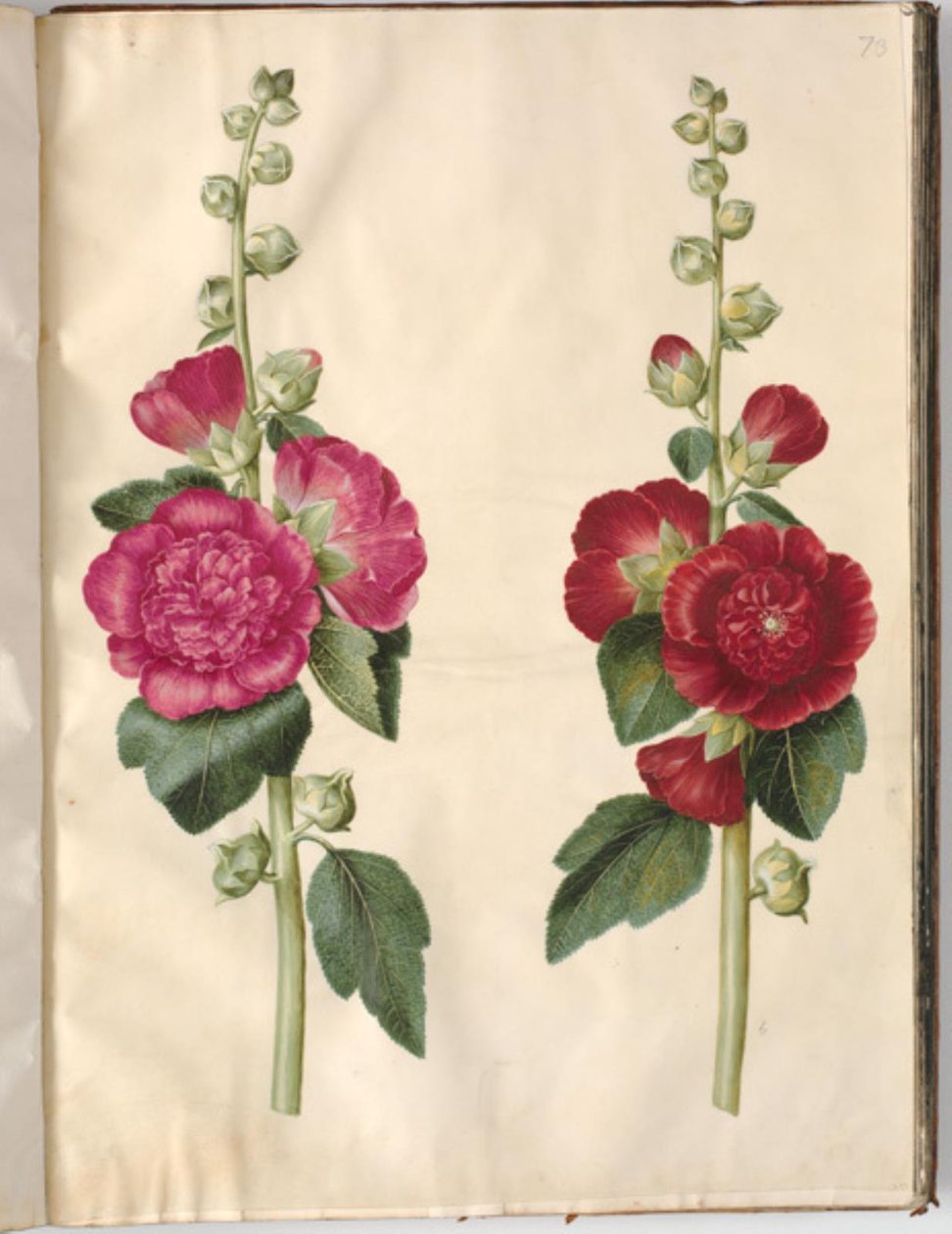 Alcea rosea (rose trémière) - Hans Simon Holtzbecker