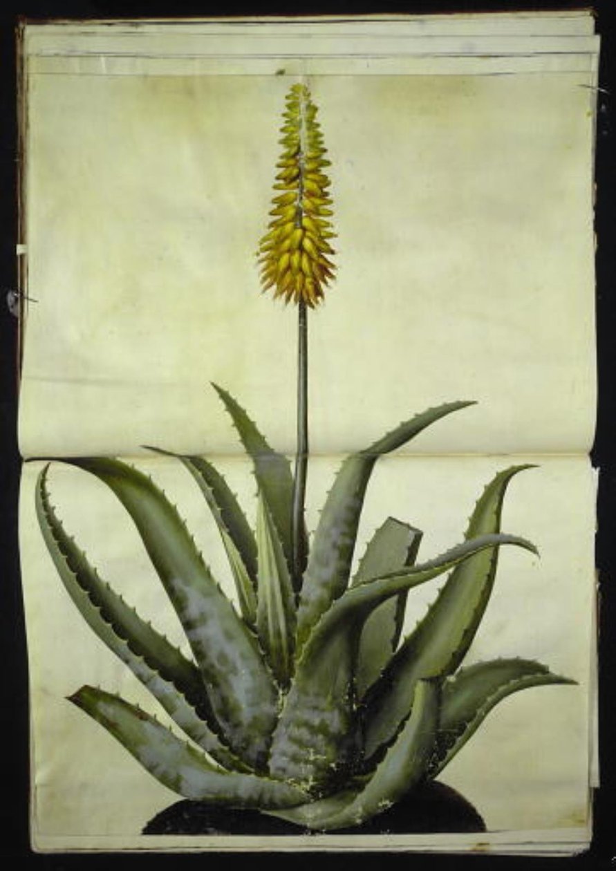 Aloe vera (aloès médicinal) - Hans Simon Holtzbecker
