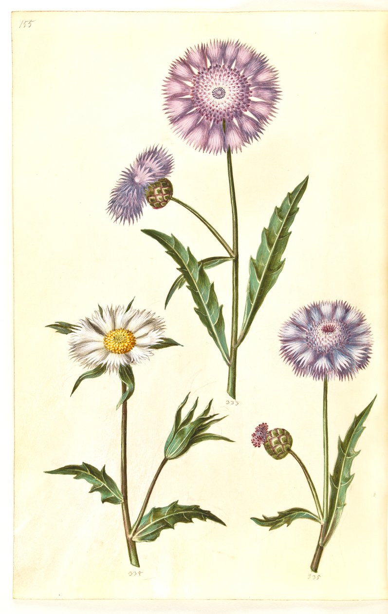 Amberboa moschata (sultan parfumé) - Hans Simon Holtzbecker