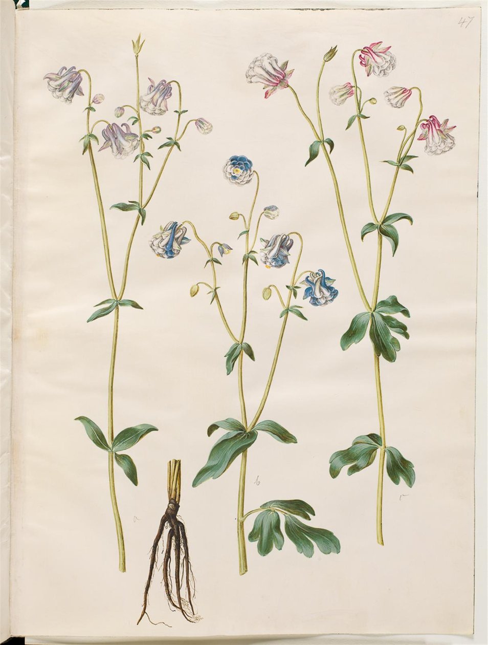 Aquilegia vulgaris (ancolie commune) - Hans Simon Holtzbecker
