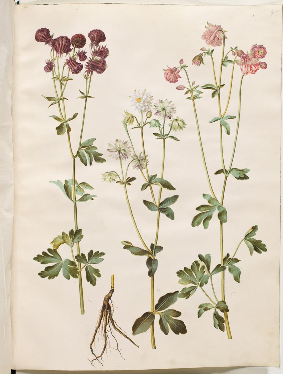 Ancolie commune (Aquilegia vulgaris) - Hans Simon Holtzbecker