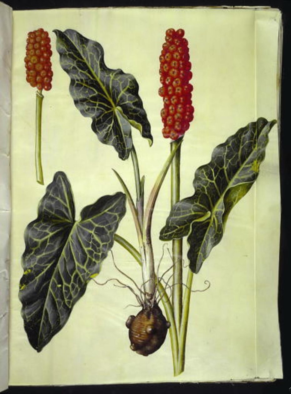Arum italicum (arum d