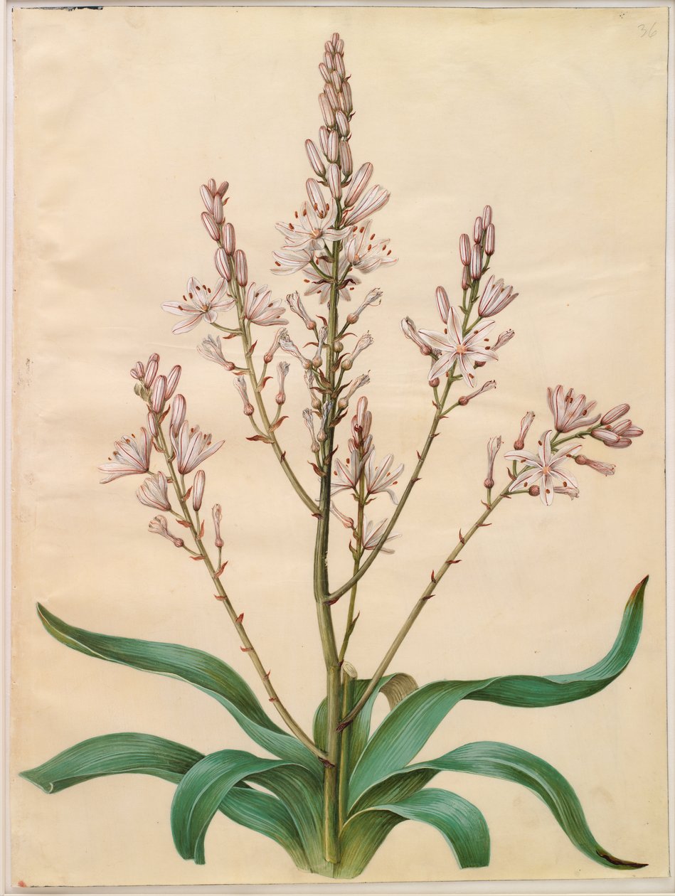 Asphodelus ramosus - Hans Simon Holtzbecker
