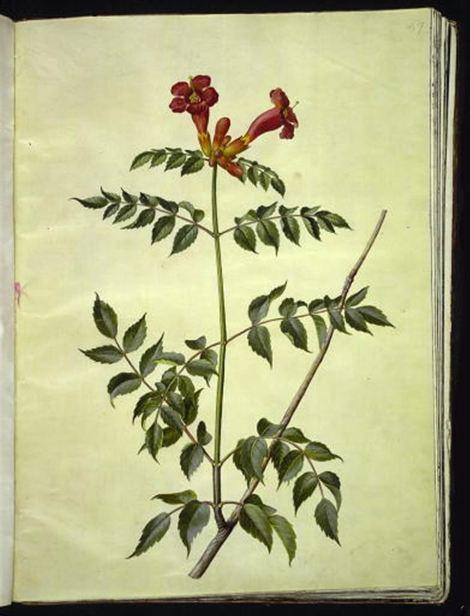 Campsis radicans (trompette commune) - Hans Simon Holtzbecker