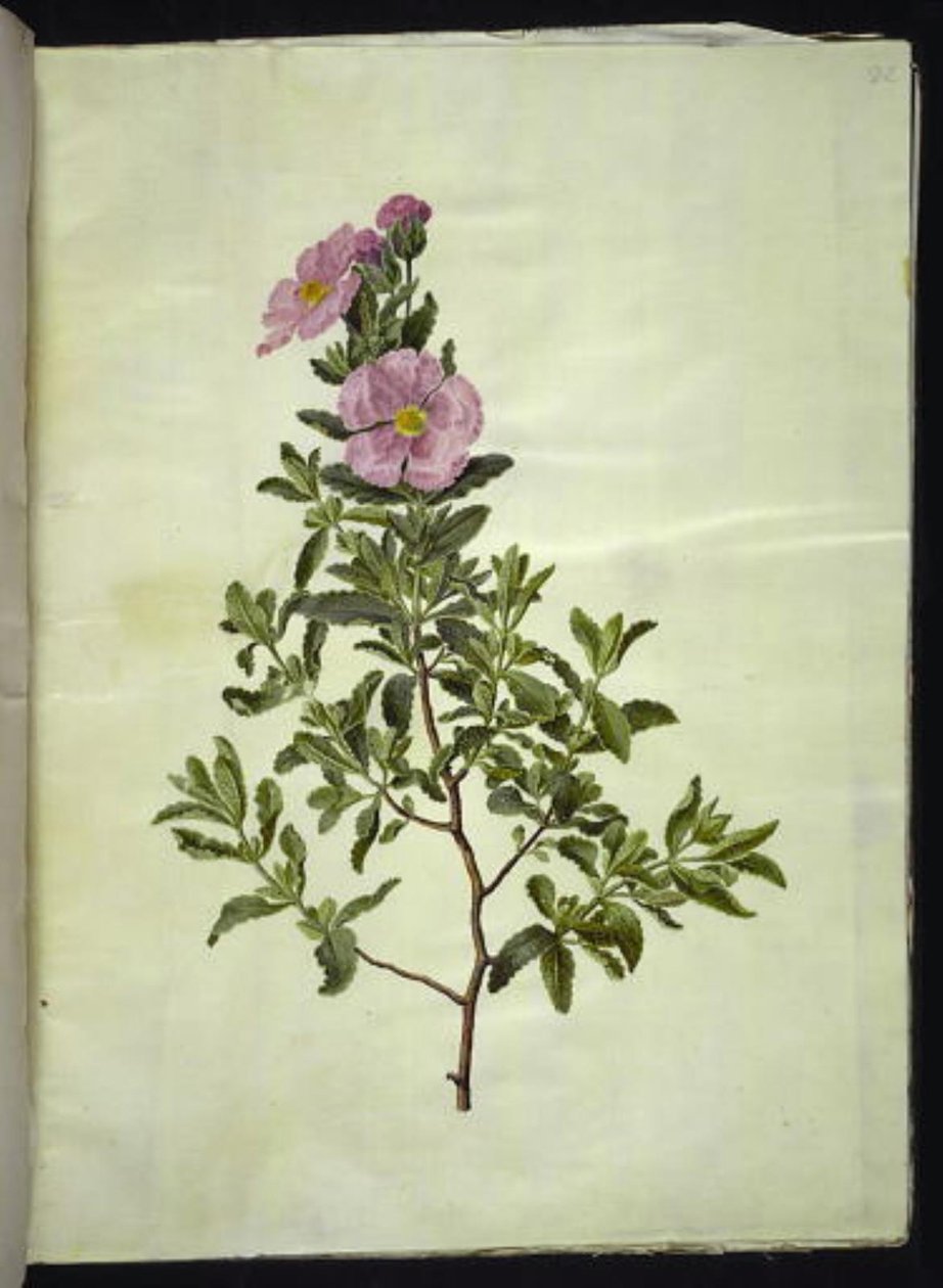Cistus creticus (ciste de Crète) - Hans Simon Holtzbecker