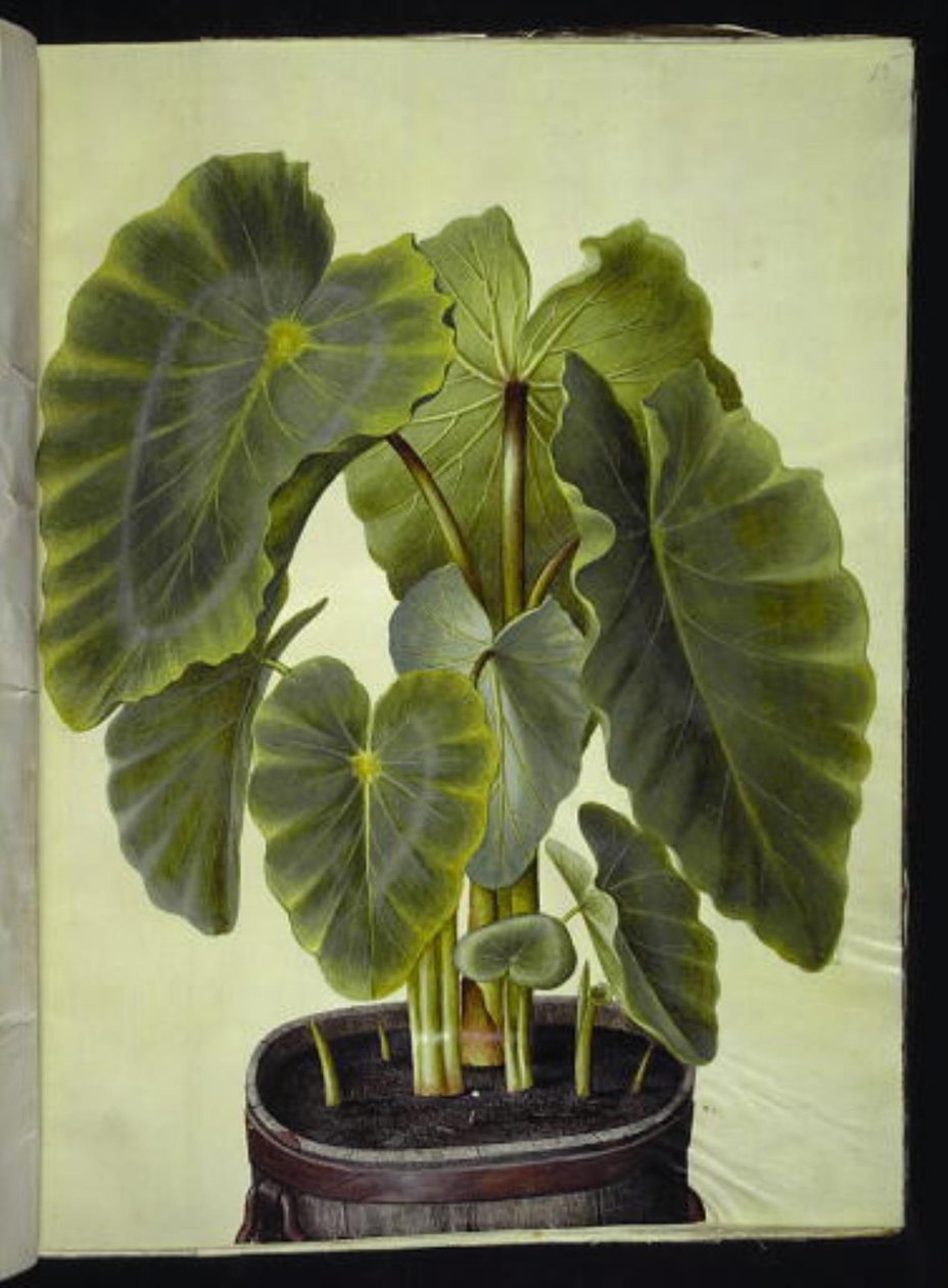 Colocasia esculenta (taro) - Hans Simon Holtzbecker
