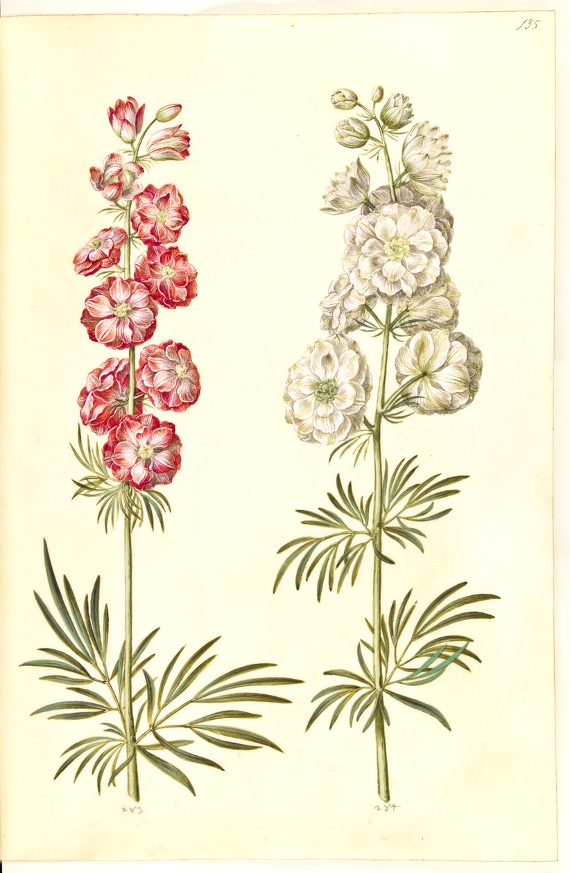 Consolida ajacis (delphinium des jardins) - Hans Simon Holtzbecker
