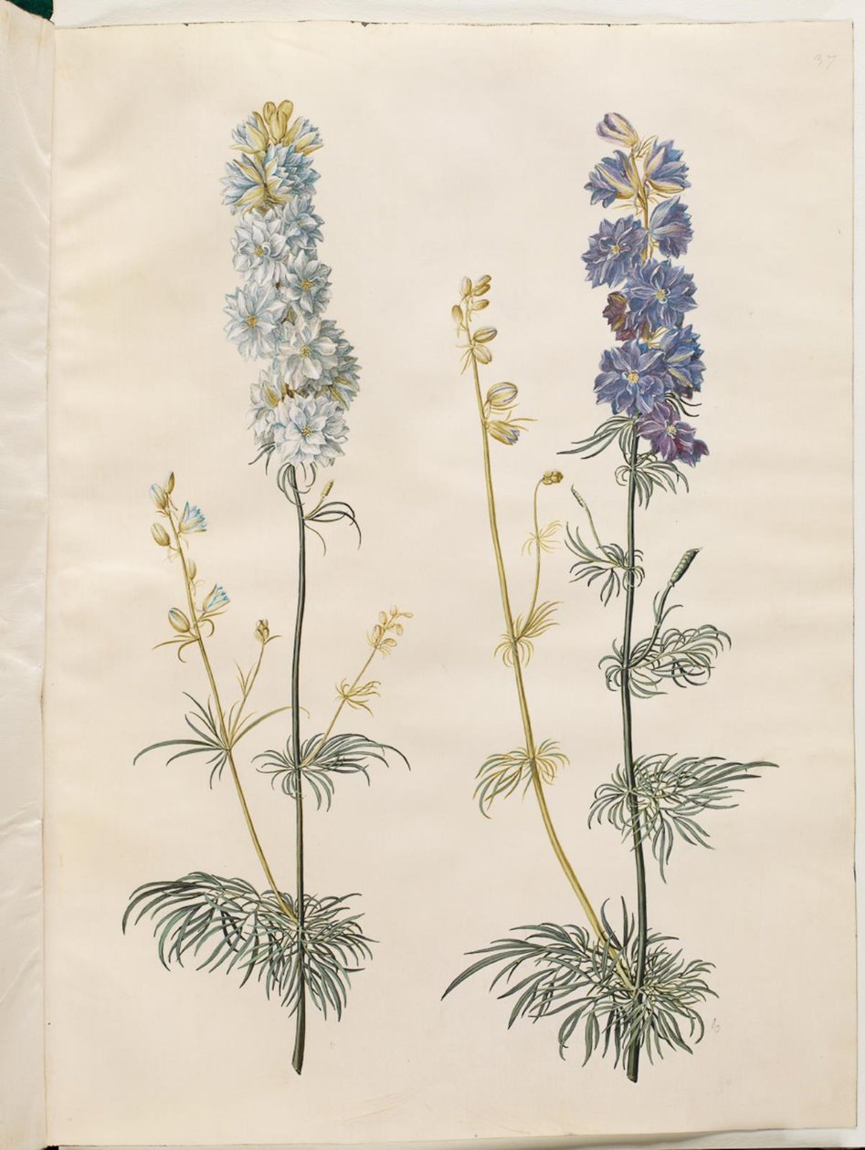 Consolida ajacis (delphinium des jardins) - Hans Simon Holtzbecker
