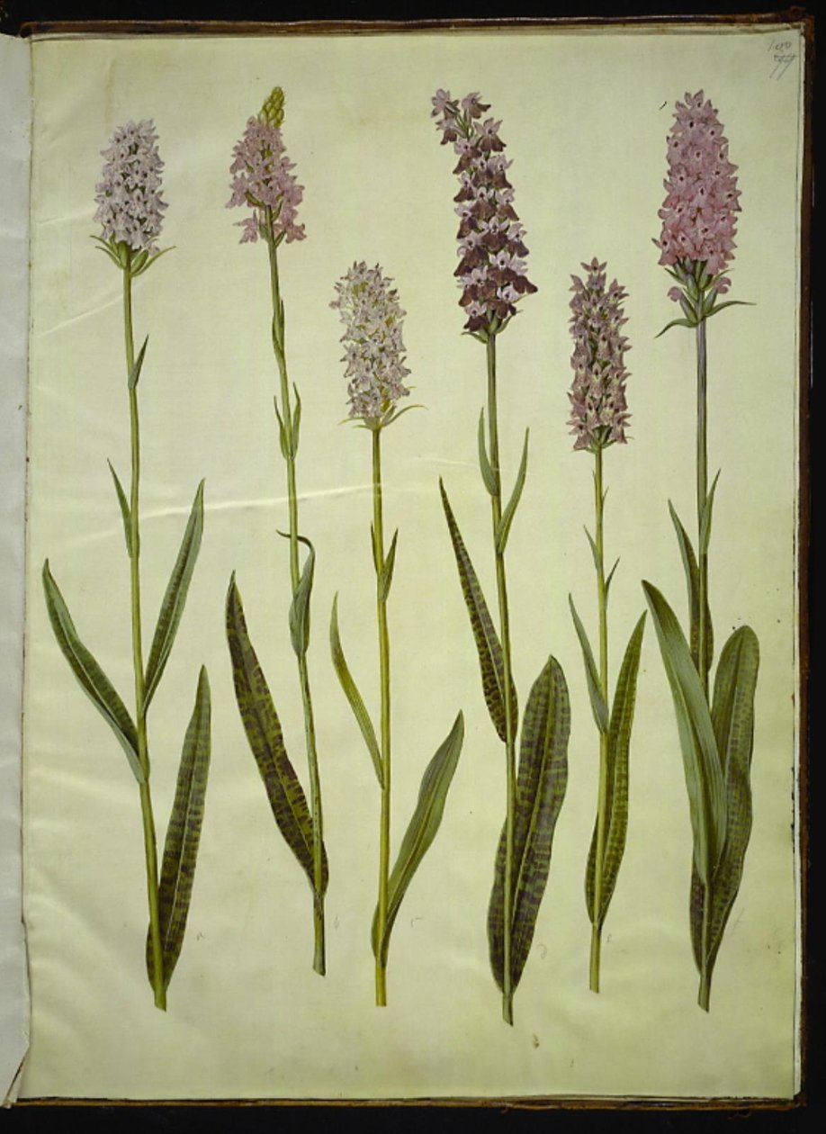 Dactylorhiza maculata (orchis tacheté) - Hans Simon Holtzbecker