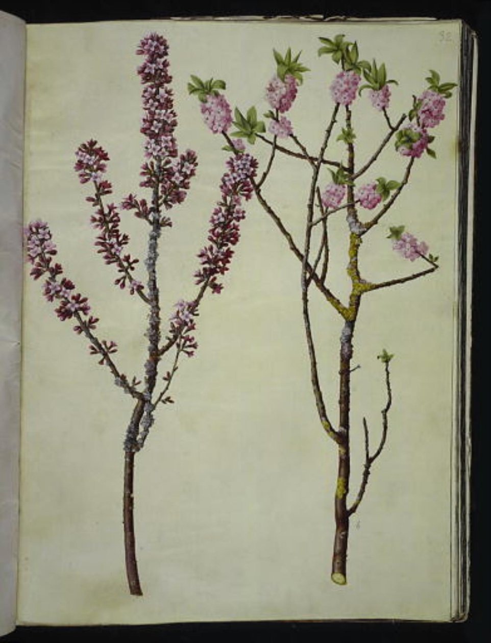 Daphne mezereum (bois-joli) - Hans Simon Holtzbecker