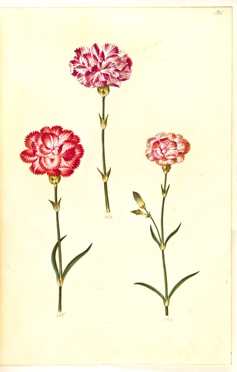 Dianthus caryophyllus (œillet) - Hans Simon Holtzbecker