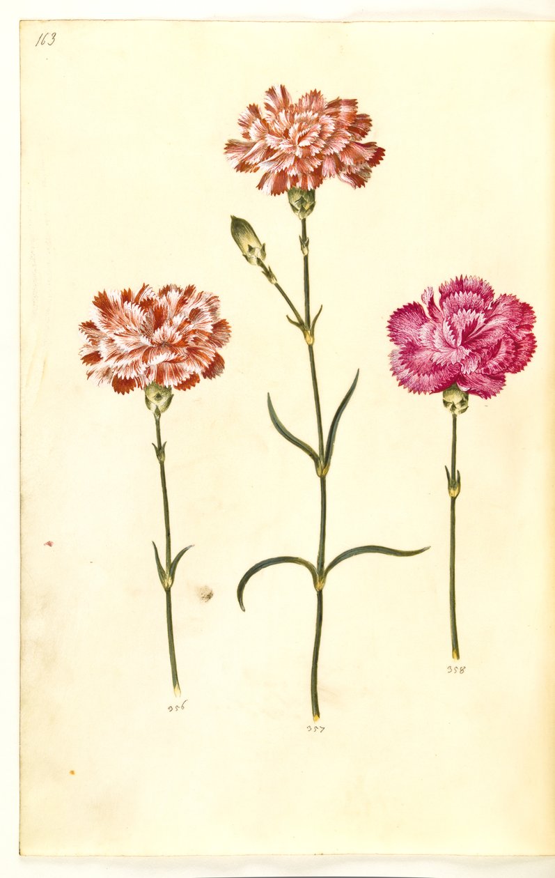 Dianthus caryophyllus (œillet) - Hans Simon Holtzbecker