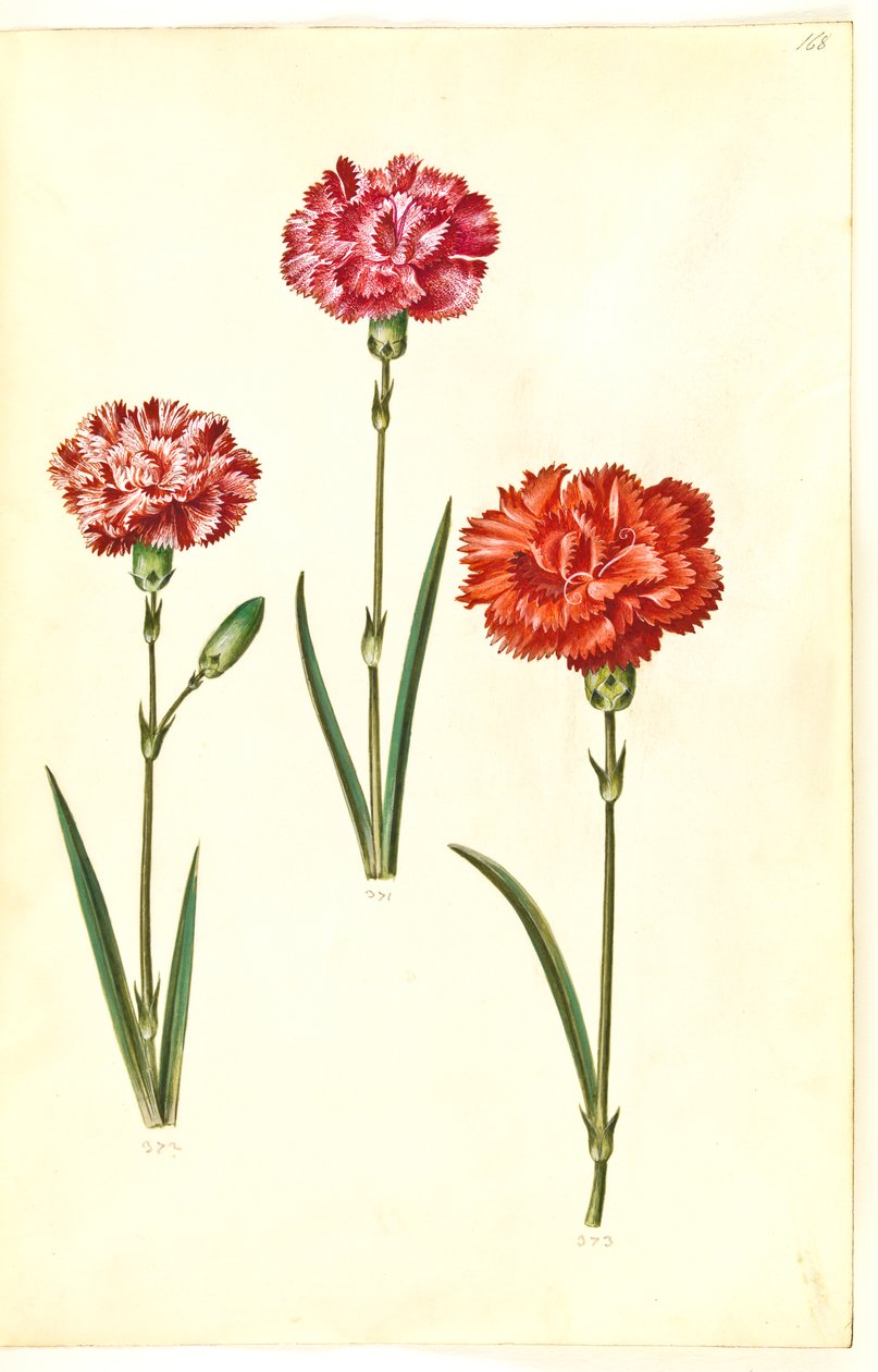 Dianthus caryophyllus (oeillet) - Hans Simon Holtzbecker
