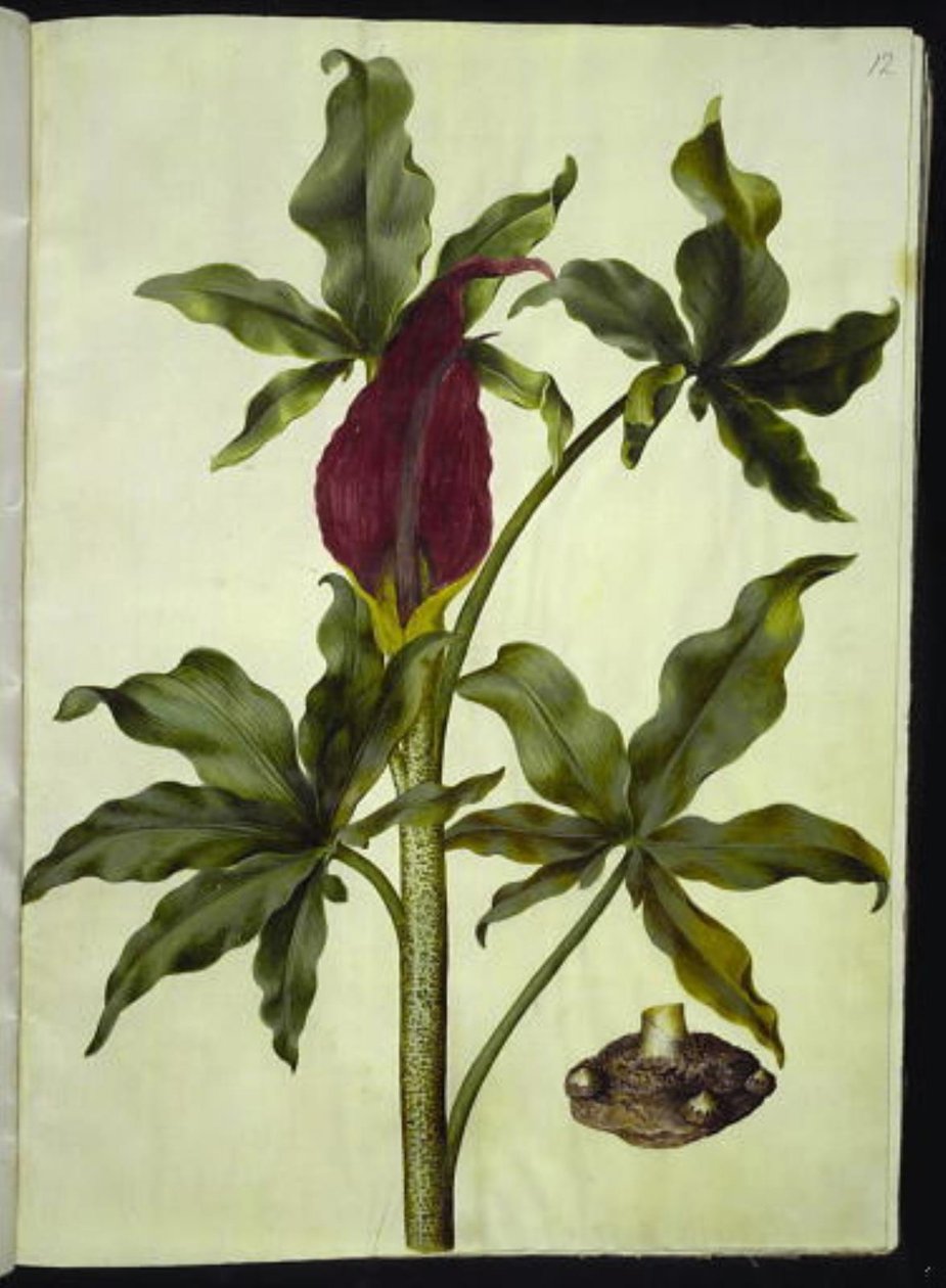 Dracunculus vulgaris (dragonnier commun) - Hans Simon Holtzbecker