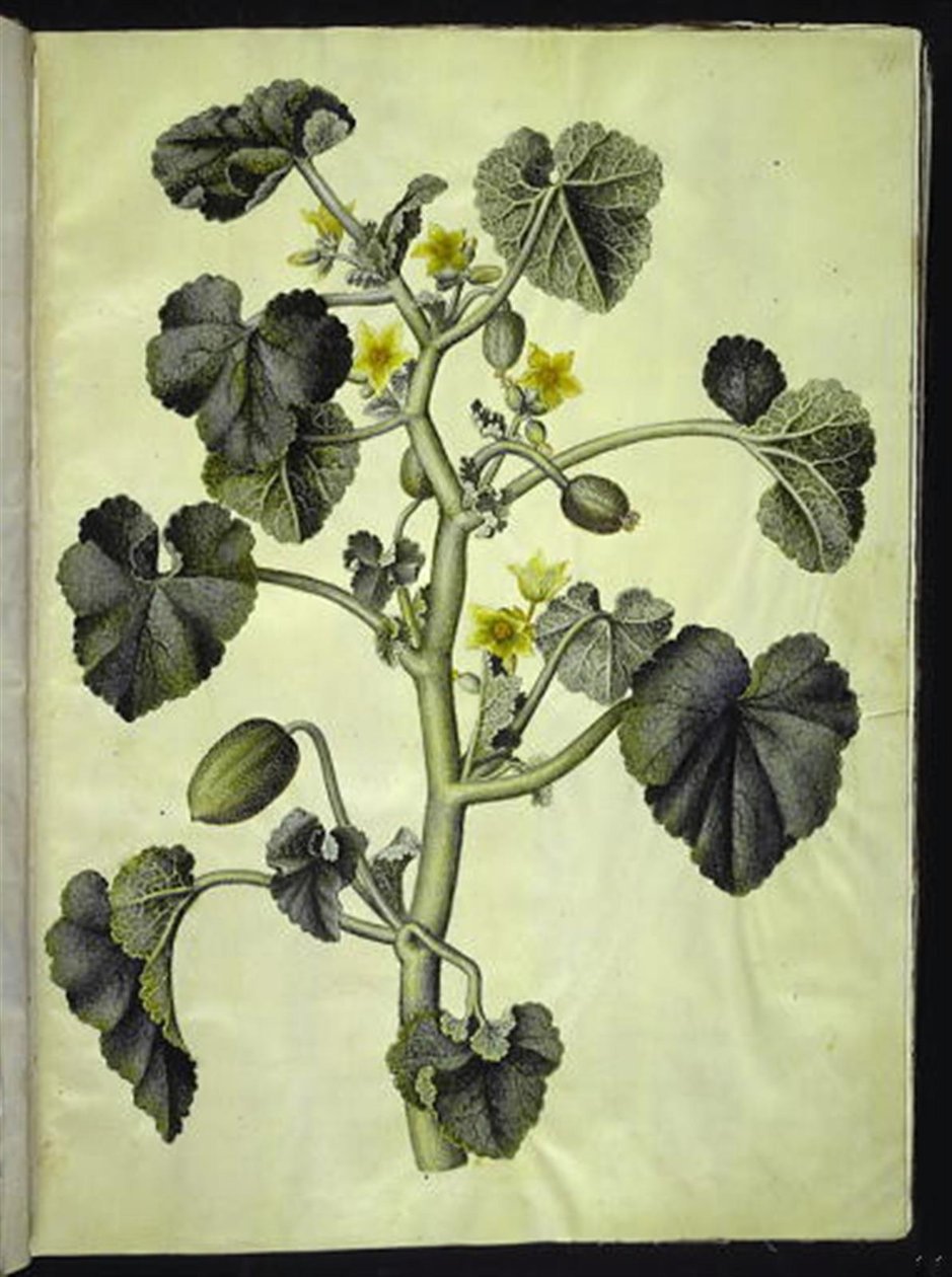 Ecballium elaterium (concombre d