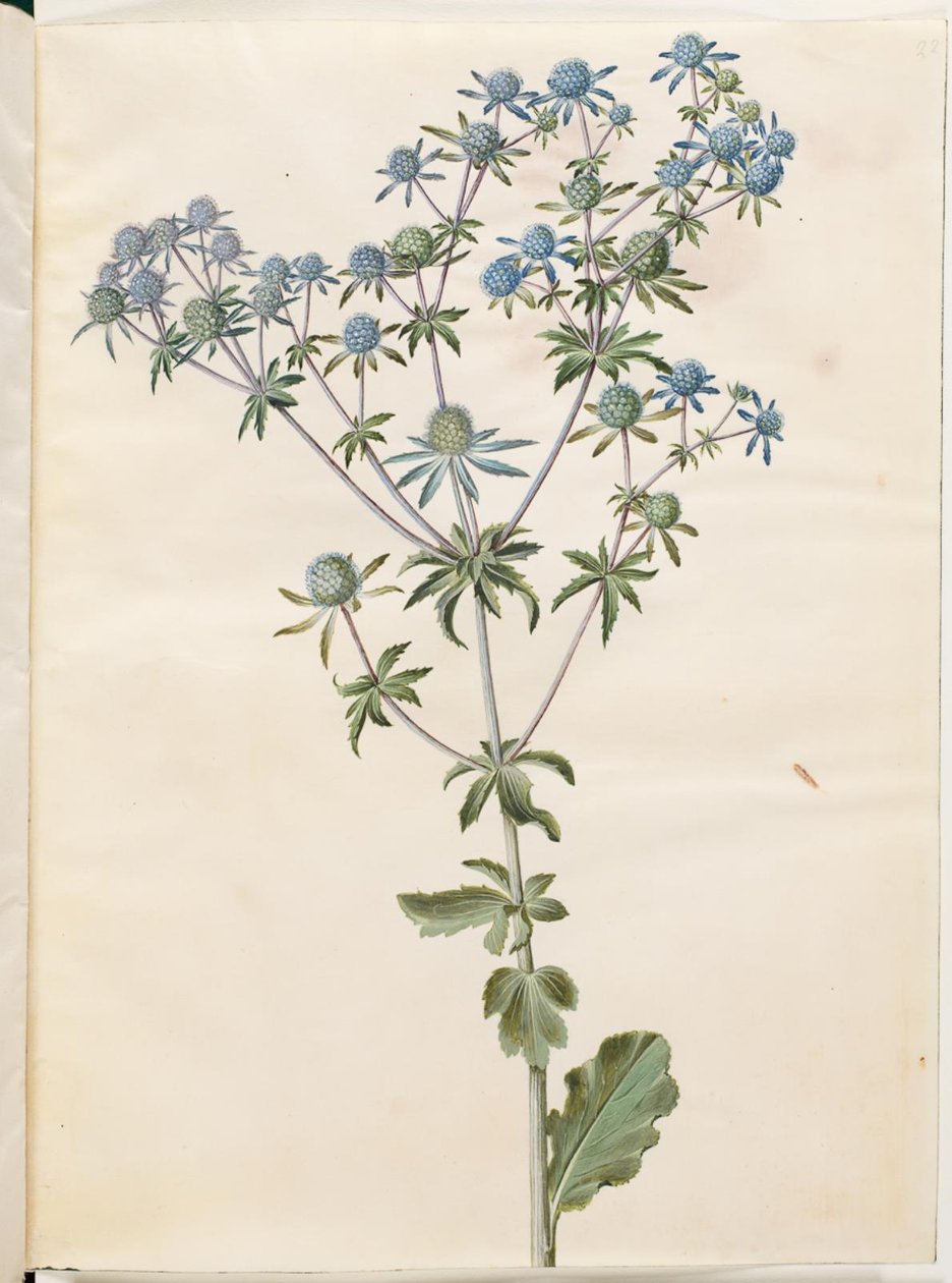 Eryngium planum (panicaut des jardins) - Hans Simon Holtzbecker
