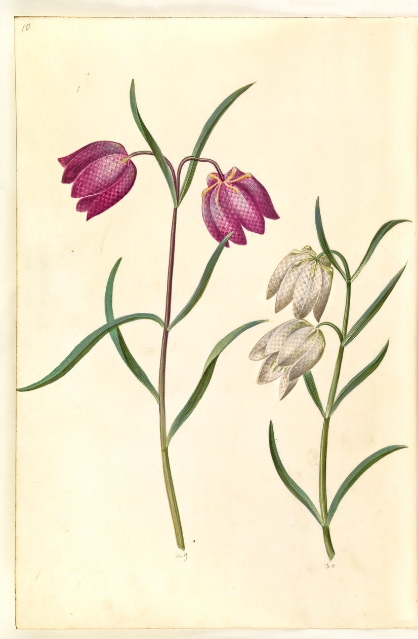Fritillaria meleagris (fritillaire pintade) - Hans Simon Holtzbecker