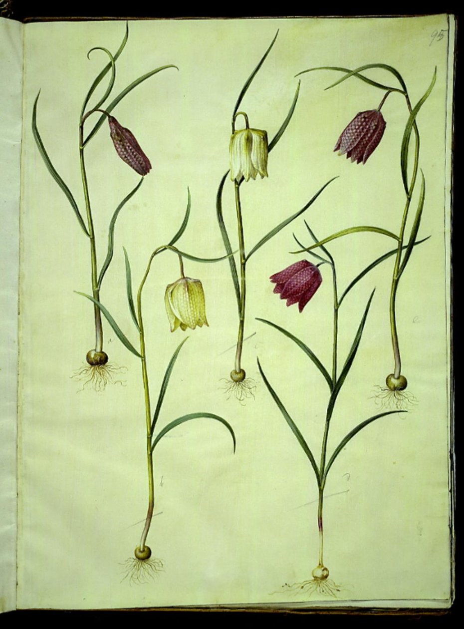 Fritillaria meleagris (fritillaire pintade) - Hans Simon Holtzbecker