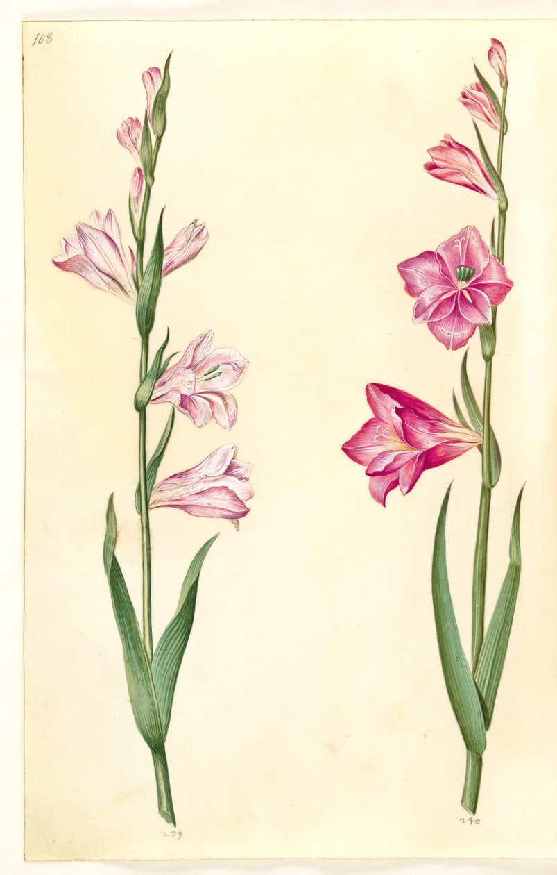 Gladiolus communis (gladiolus commun) - Hans Simon Holtzbecker