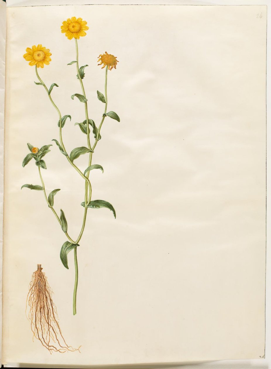 Glebionis segetum (chrysanthème des moissons) - Hans Simon Holtzbecker